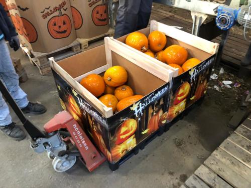 Calabazas diseño HALLOWEN