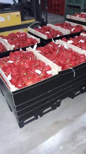 Pimientos
